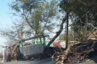 Tempat Penangkaran Penyu di Kulon Progo Rusak, Harap Diperbaiki - JPNN.com Jogja