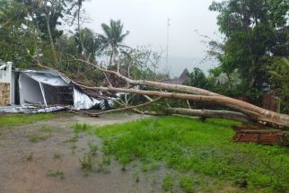 Bantul Diguyur Hujan dan Angin Kencang, Pohon Sengon Tumbang Menimpa Studio Foto Warga - JPNN.com Jogja