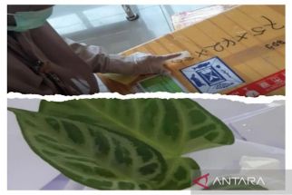 Petani Milenial Kalsel Eskpor Seribu Batang Tanaman Hias ke Thailand - JPNN.com Kalsel