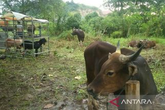 Distan PPU Terjunkan Tim Pemantau di 351 Lokasi untuk Awasi Penyembelihan Hewan Kurban - JPNN.com Kaltim