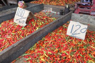 Waduh, Harga Cabai di Balikpapan Sempat Tembus Rp 200 Ribu per Kg, Begini Kondisi Terkini - JPNN.com Kaltim