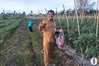 Paser Siapkan Lahan Tanaman Hortikultura 700 Hektare untuk Memasok Kebutuhan IKN - JPNN.com Kaltim