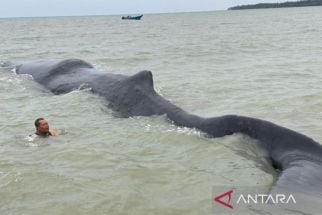 Terdampar di Kawasan Pantai Teritip, Ikan Paus Seberat 40 Ton Diduga Sedang Sakit - JPNN.com Kaltim