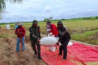 Dandim Bontang Perintahkan Seluruh Babinsa Pantau Serapan dan Harga Jual Gabah - JPNN.com Kaltim