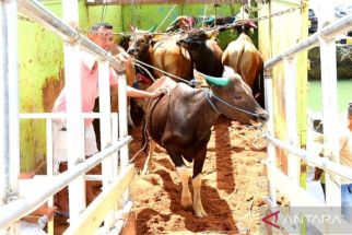 Ratusan Sapi Asal Gorontalo Dikirim ke Kaltim, Gusnar Ismail Bidik Peluang Hadirnya IKN - JPNN.com Kaltim