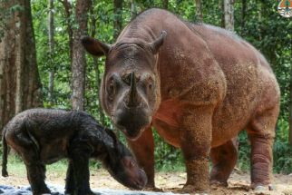 Kabar Gembira, Rosa Kembali Melahirkan Badak Betina di SRS TNWK Lampung - JPNN.com Lampung