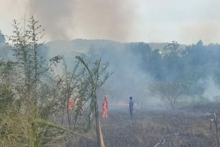 Lahan Hutan Dekat Stadion Sumpah Pemuda Dilalap Si Jago Merah  - JPNN.com Lampung