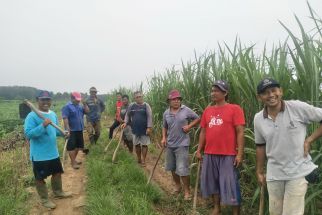 Petani di Lampung Pilih Pupuk Organik, Hasilnya Terbukti Lebih Baik - JPNN.com Lampung