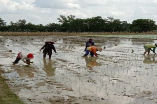 Pemprov Lampung Minta kepada Petani Menggunakan Pupuk Organik, Alasannya Mengejutkan  - JPNN.com Lampung