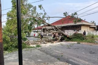 Pohon Berusia Puluhan Tahun Ini Tumbang, Apa Penyebabnya? - JPNN.com Lampung