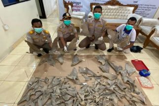 Belasan Kilogram Sirip Ikan Hiu Diamankan di Pelabuhan Bakauheni - JPNN.com Lampung