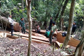 Illegal Logging di Sumbawa Marak, Sumber Air Terancam - JPNN.com NTB