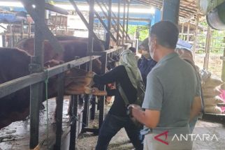 Kurban Iduladha Masih Kurang di Banjarmasin, Sapi NTB Segera Datang - JPNN.com NTB
