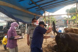 Tiga Sapi Suspek PMK dari Bima Dikarantina di Jakarta Utara, Begini Kondisinya - JPNN.com NTB