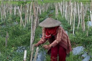 Cabai Rusak Terserang Antraks, Nasib Petani di Ujung Tanduk - JPNN.com NTB