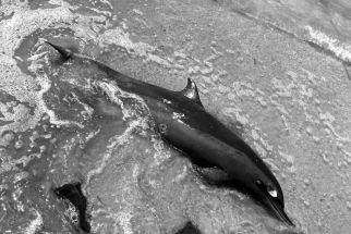 Lumba-lumba Terdampar di Perairan Gili Air, Kondisinya Menggenaskan - JPNN.com NTB