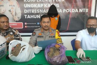 Kuasai 1,7 Kilogram Ganja Pasutri di Lombok Timur Dibui - JPNN.com NTB