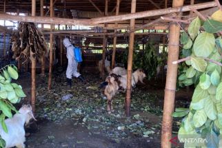 Waspada Bahaya PMK, Polda NTB Meluncur ke Rumah Potong - JPNN.com NTB