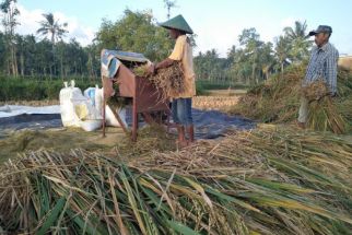 Info Penting untuk Petani: Ada Aturan Baru Alokasi Pupuk Bersubsidi 2023 di Lombok  - JPNN.com NTB