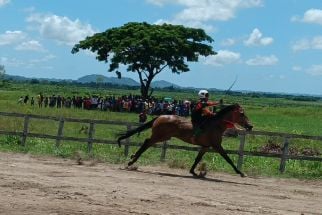 Meriahkan HUT NTB ke-64, 214 Kuda Ikut Bertanding di Lombok Tengah - JPNN.com NTB