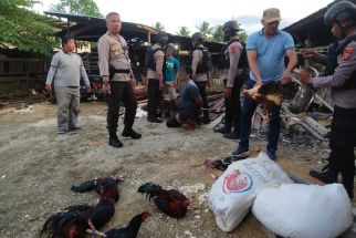 Polisi Menggerebek Tempat Perjudian Sabung Ayam, Lihat - JPNN.com Papua