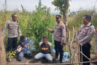 Polisi Tangkap Dua Pengedar Ganja di Wamena Papua - JPNN.com Papua