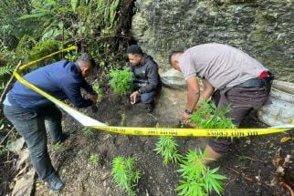Kapolres Merespons Penemuan Ladang Ganja di Distrik Oksibil Pegunungan Bintang - JPNN.com Papua