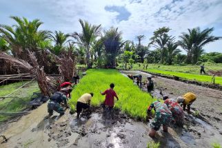 Babinsa Koramil 1715-05 Yahukimo Membantu Masyarakat untuk Tanam Padi - JPNN.com Papua