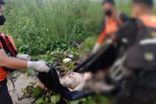 Diterkam Buaya di Sungai Wungguloko, Mayat Korban Sudah Tidak Utuh - JPNN.com Sultra