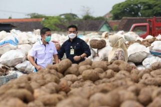 Kabar Gembira Buat Petani Porang, Keran Ekspor ke China Dibuka Lagi - JPNN.com Sultra