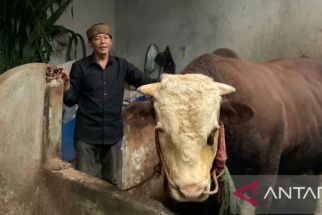 Cerita Sapi Simmental Bernama Slamet yang dibeli Presiden Jokowi Untuk Kurban - JPNN.com Sultra