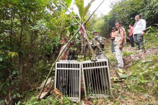 Lima Tahun Direhabilitasi, Beruk Langka dari Mentawai Dilepaskan - JPNN.com Sumbar