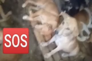 Lurah Parupuak Tabing Mengakui Ada Penjualan Daging Anjing dan Tuak di Belakang Asrama Haji Padang - JPNN.com Sumbar