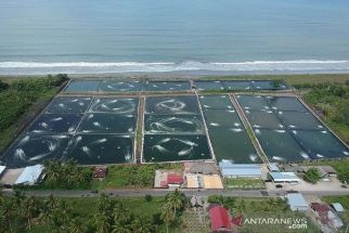 Area Tambak Udang di Pesisir Pantai Padang Pariaman Bakal Diatur - JPNN.com Sumbar