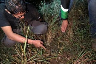 Polisi Ringkus Residivis Narkoba yang Kabur ke Kebun Jagung di Payakumbuh - JPNN.com Sumbar