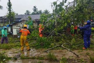 Tetap Waspada, Pohon Tumbang Menimpa 10 Unit Rumah di Agam - JPNN.com Sumbar