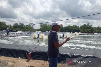 Produksi Udang Vaname di Agam Mencapai 374,40 Ton, Harganya Menggiurkan - JPNN.com Sumbar