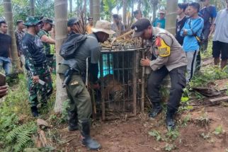 Enam Bulan Meneror Warga, Harimau Sumatra Berakhir di Jebakan BKSDA Sumbar - JPNN.com Sumbar