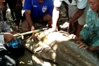 Warga Tebing Tinggi Heboh, Pemancing Temukan Ikan Langka Sebesar Manusia, Lihat Tuh - JPNN.com Sumut