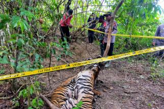 Kasihan, Dua Harimau Sumatra Ditemukan Mati Terjerat Tali Sling di Aceh Timur - JPNN.com Sumut