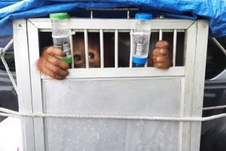 Terdakwa Penjual Bayi Orangutan Dituntut 3 Tahun Penjara di PN Medan - JPNN.com Sumut
