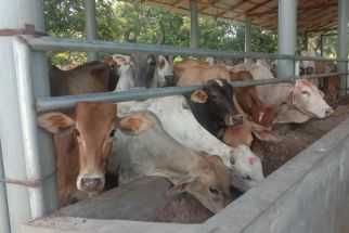 8 Ternak Warga di Mandailing Natal Mati Diserang Penyakit 'Ngorok' - JPNN.com Sumut