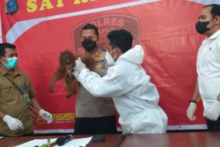 Polres Taput Serahkan Individu Orangutan Tapanuli yang Ditemukan Warga kepada BBKSDA - JPNN.com Sumut