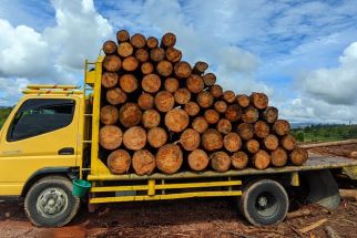 Polhut Sita Truk Pengangkut Kayu Pinus Gelondongan Tanpa Izin di Tapanuli Utara - JPNN.com Sumut