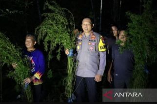 5 Hektare Ladang Ganja Ditemukan Polisi di Madina, Langsung Dimusnahkan - JPNN.com Sumut