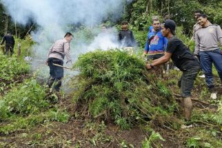 Polisi Temukan 15 Ribu Batang Ganja di Madina, Pemilik Diringkus, Barang Bukti Dimusnahkan - JPNN.com Sumut