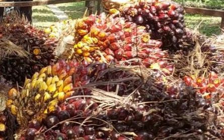 Petani Sawit di Kalsel Diminta Tingkatkan Kualitas Tandan Buah Segar - JPNN.com Kalsel