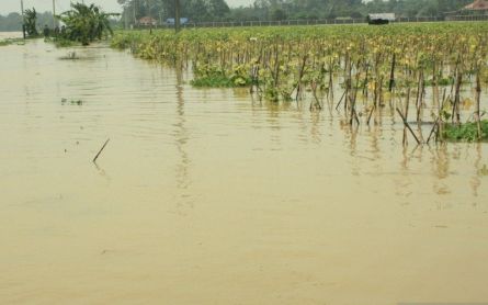 Gegara Banjir 8.865 Hektare Sawah di Kabupaten Karawang Gagal Panen - JPNN.com Jabar