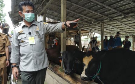 Penyakit Mulut dan Kuku Merebak, Buleleng Stop Pasokan Ternak dari Luar Bali - JPNN.com Bali