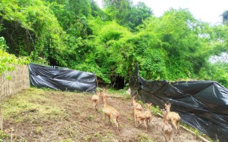 BKSD NTB Genjot Populasi Rusa Timur di Taman Wisata Gunung Tunak - JPNN.com Bali